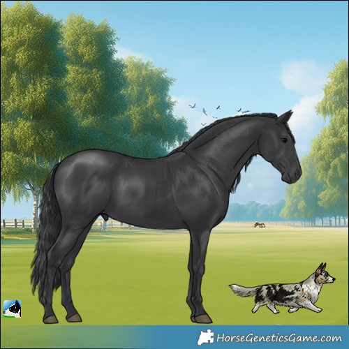 Horse Color:Black Rabicano 