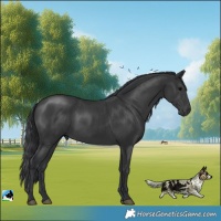 Horse Color:Black Rabicano 