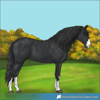 Horse Color:Black 