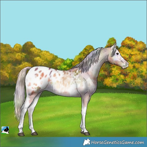 Horse Color:Nacre Red Onyx Ice Tobiano Appaloosa 