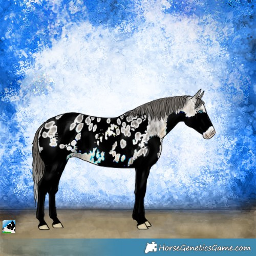 Horse Color:Buckskin Ice Sabino Splash Near Leopard Rabicano 