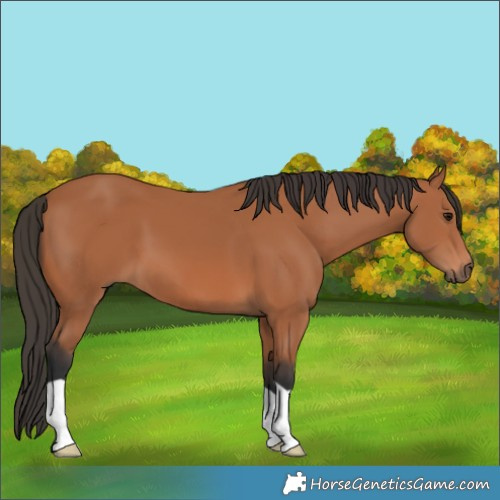 Horse Color:Bay 