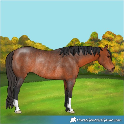 Horse Color:Bay Rabicano 