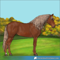 Horse Color:Chestnut 