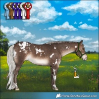 Horse Color:White Spotted Silver Brown Appaloosa