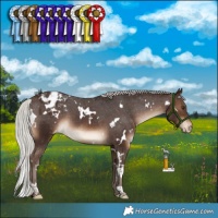 Horse Color:White Spotted Silver Brown Appaloosa 