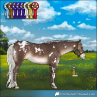 Horse Color:White Spotted Silver Brown Appaloosa