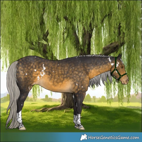 Horse Color:White Spotted Silver Buckskin Tobiano Appaloosa 
