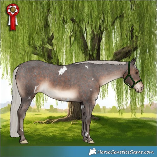 Horse Color:White Spotted Silver Brown Appaloosa Rabicano 