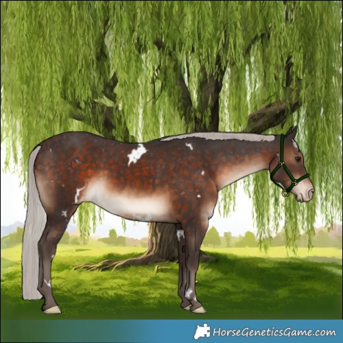 Horse Color:White Spotted Silver Brown Appaloosa Rabicano