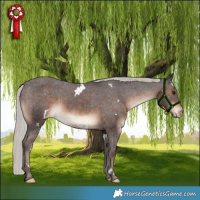 Horse Color:White Spotted Silver Brown Appaloosa Rabicano 