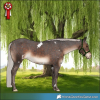 Horse Color:White Spotted Silver Brown Appaloosa Rabicano