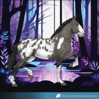 Horse Color:Grullo Frame Appaloosa 