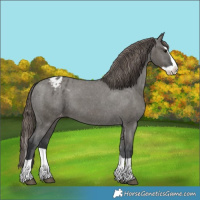 Horse Color:Grullo Splash Varnish 