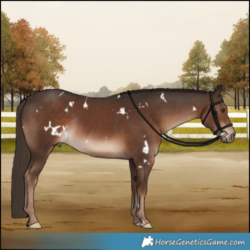 Horse Color:White Spotted Liver Chestnut Rabicano 