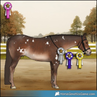 Horse Color:White Spotted Liver Chestnut Rabicano 