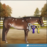 Horse Color:White Spotted Liver Chestnut Rabicano 