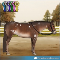 Horse Color:White Spotted Liver Chestnut Rabicano 