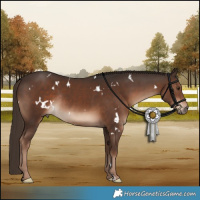 Horse Color:White Spotted Liver Chestnut Rabicano 