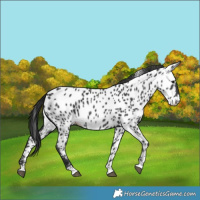 Horse Color:Black Appaloosa