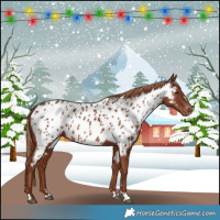 Horse Color:Chestnut Near Leopard