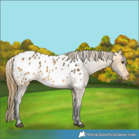 Horse Color:Buckskin Appaloosa 