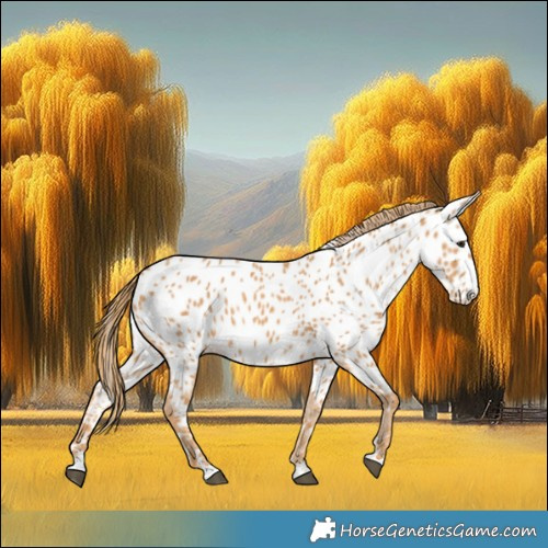 Horse Color:Chestnut Near Leopard 