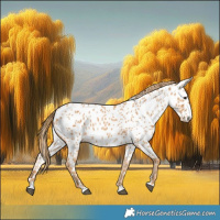 Horse Color:Chestnut Near Leopard 