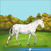 Horse Color:Chestnut Near Leopard 