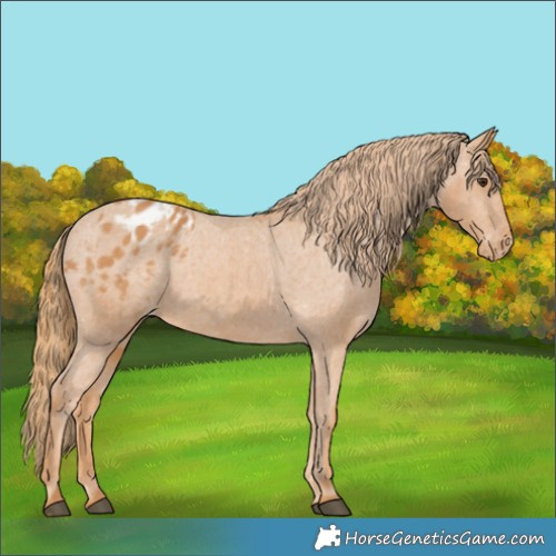 Horse Color:Chestnut Appaloosa 