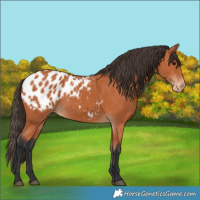 Horse Color:Bay Appaloosa