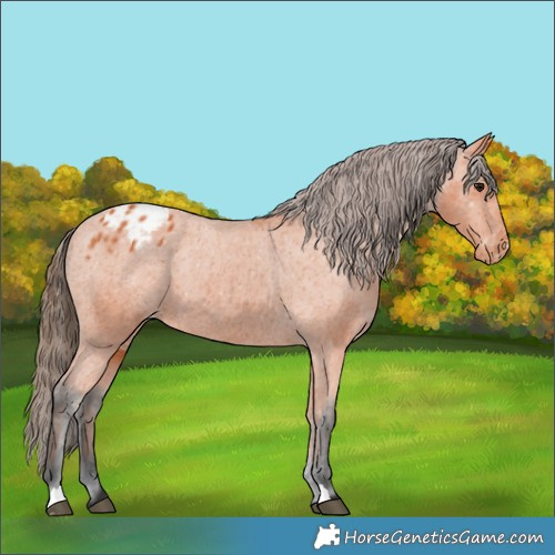 Horse Color:Bay Varnish 