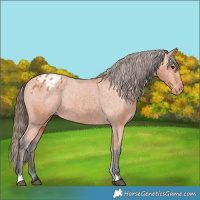 Horse Color:Bay Varnish 
