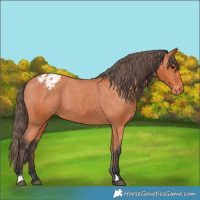 Horse Color:Bay Appaloosa