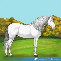 Horse Color:Liver Chestnut Frame 