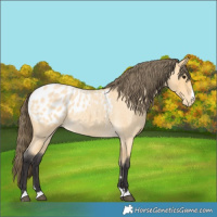 Horse Color:Buckskin Roan Blanket 