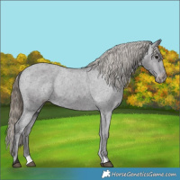Horse Color:Smoky Black Appaloosa 