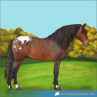Horse Color:Bay Appaloosa 