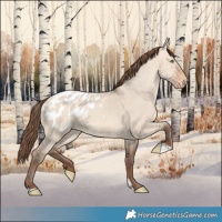 Horse Color:Amber Champagne Dun Appaloosa 