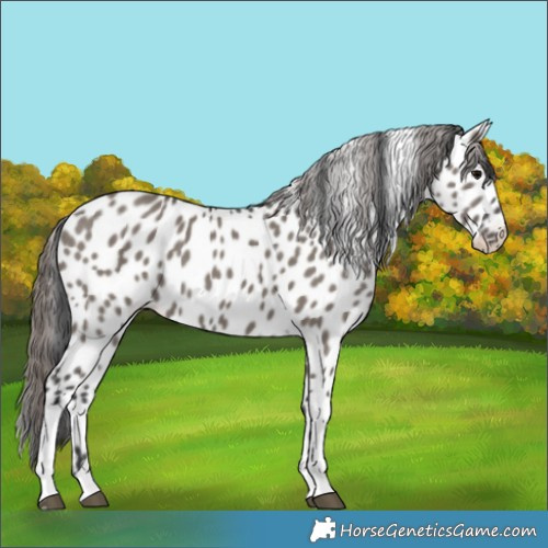 Horse Color:Grullo Tobiano Appaloosa