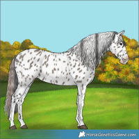 Horse Color:Grullo Tobiano Leopard