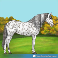 Horse Color:Grullo Tobiano Appaloosa 