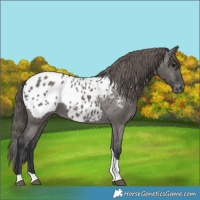 Horse Color:Grullo Tobiano Appaloosa