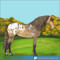 Horse Color:Buckskin Appaloosa