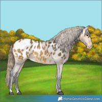 Horse Color:Buckskin Appaloosa 