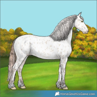 Horse Color:Amber Champagne Dun Appaloosa