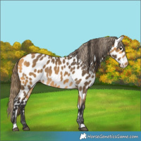 Horse Color:Buckskin Near Leopard 