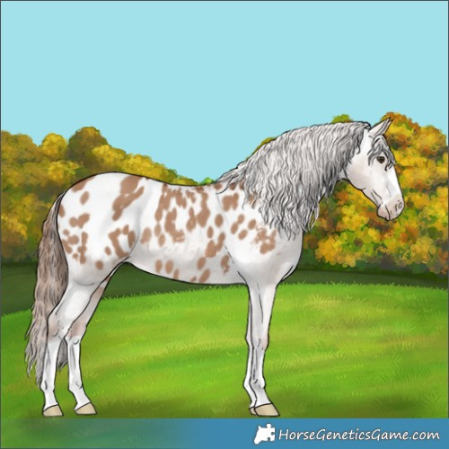 Horse Color:Red Dun Appaloosa Rabicano 