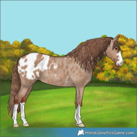 Horse Color:Red Dun Appaloosa Rabicano