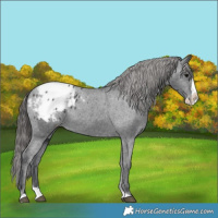 Horse Color:Black Splash Appaloosa 